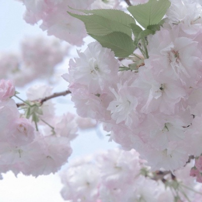 Furry圈经典作品赏析福瑞群